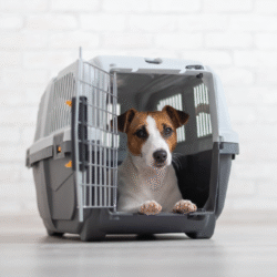 Transportadora cómoda